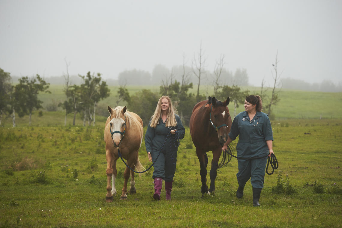 During the four-year program, vet med students learn to care for a variety of animal species – from cats and dogs to horses, cows and other livestock.