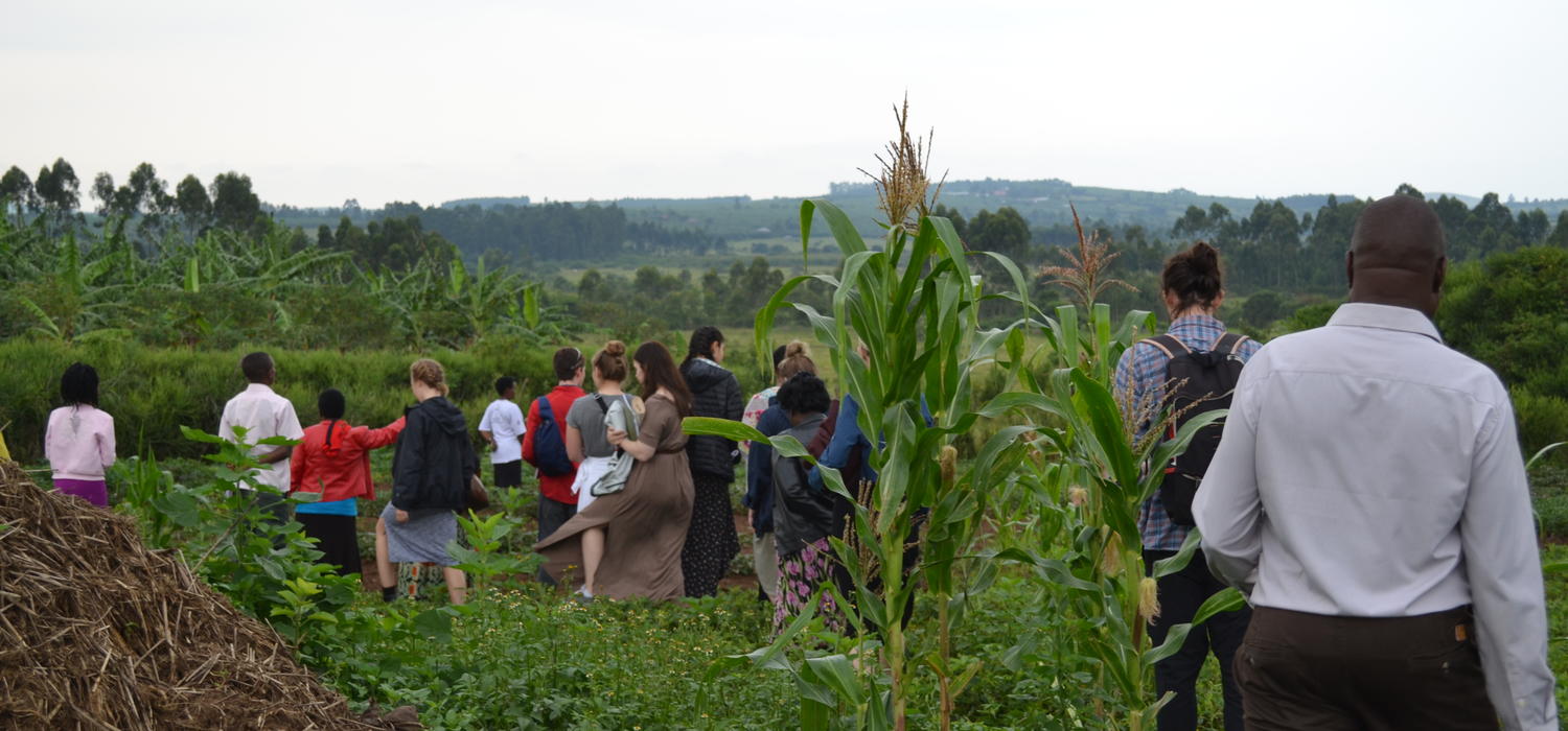 biofortified crops growing in Mabira Parish, Mbarara District