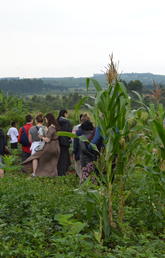 biofortified crops growing in Mabira Parish, Mbarara District