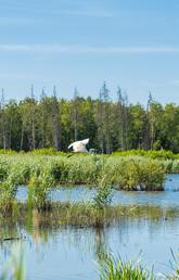 A large white bird flies over a wetland on a sunny day