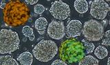 Naive pluripotent stem cells